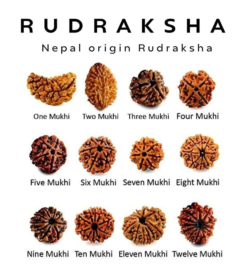 Rudraksh (Nepal Origin)